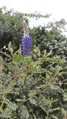 Dalea coerulea