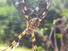 Argiope picta