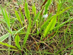Eryngium vesiculosum