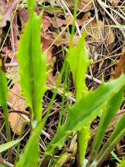 Eryngium vesiculosum