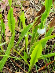 Eryngium vesiculosum