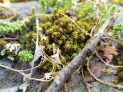Syntrichia cainii