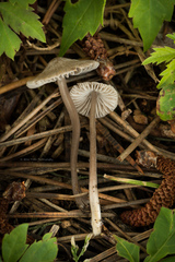 Mycena capillaripes