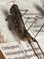 Melanoplus ponderosus