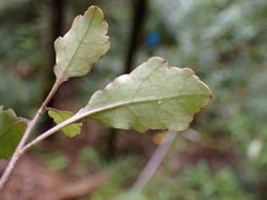 Alseuosmia banksii banksii