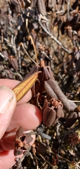 Rhododendron anthopogon