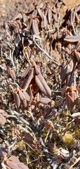 Rhododendron anthopogon