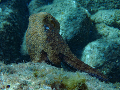 Octopus hubbsorum