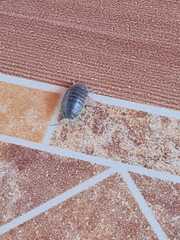 Porcellio laevis