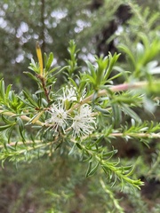 Kunzea ambigua