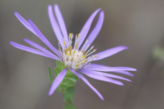 Symphyotrichum pratense