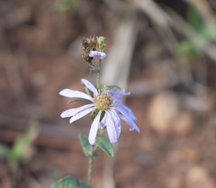 Symphyotrichum pratense