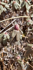 Rhododendron setosum