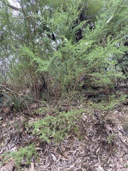 Kunzea ambigua