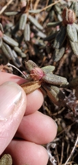 Rhododendron setosum