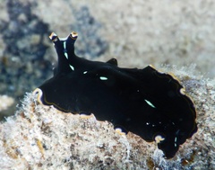 Pseudoceros stimpsoni