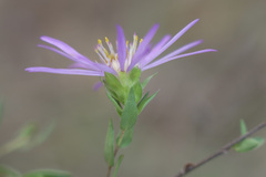 Symphyotrichum pratense