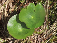 Ranunculus lyallii