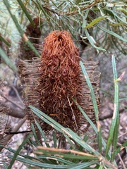 Banksia cunninghamii