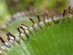 Hymenophyllum nephrophyllum