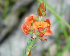 Gastrolobium parvifolium