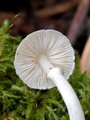Lepiota