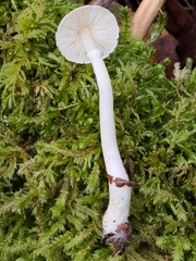 Lepiota