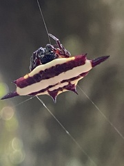 Gasteracantha fornicata