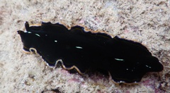 Pseudoceros stimpsoni