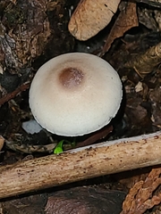 Lepiota