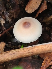 Lepiota