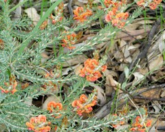 Gastrolobium parvifolium