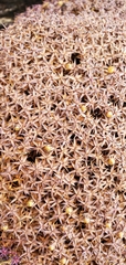 Arenaria polytrichoides
