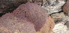 Arenaria polytrichoides