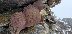 Arenaria polytrichoides
