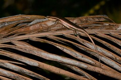 Trachylepis sechellensis