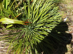 Aciphylla colensoi