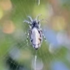 Cyclosa argenteoalba