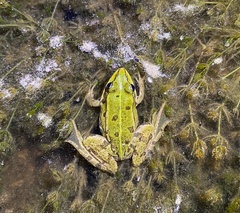 Pelophylax lessonae