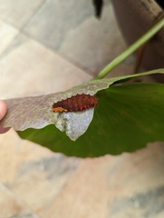 Trypanophora semihyalina