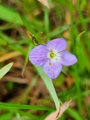 Veronica gracilis