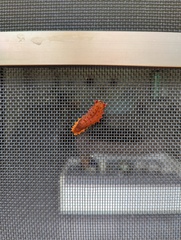 Trypanophora semihyalina