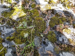 Syntrichia cainii