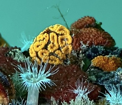 Botryllus schlosseri