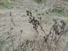 Camassia quamash