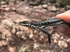 Tropidurus semitaeniatus