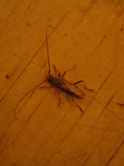 Eburida quadriguttata