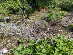 Syntrichia cainii
