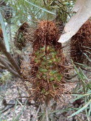 Banksia cunninghamii
