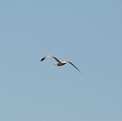 Larus californicus